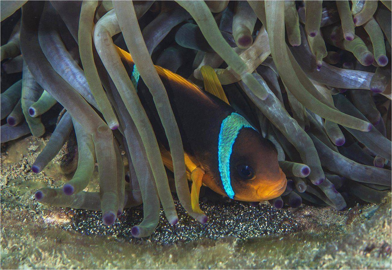 красное море, амфиприон, икринки, Сергей Гаспарян