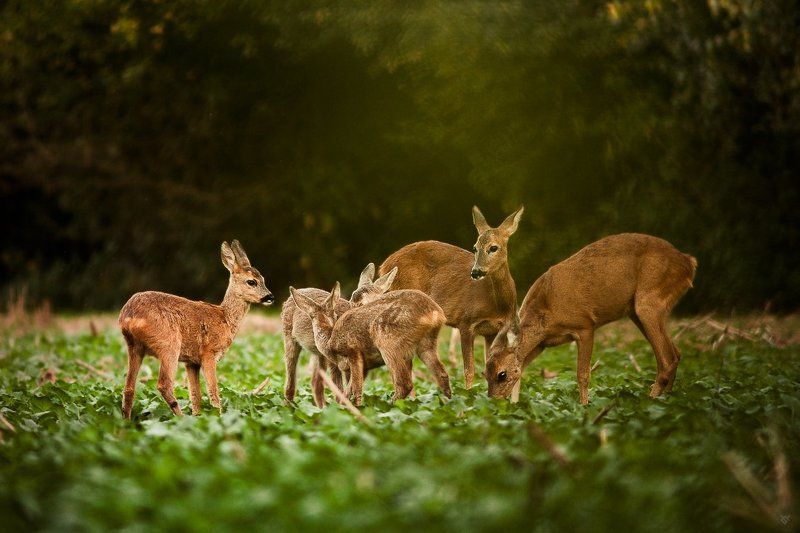 Does with fawns фото превью