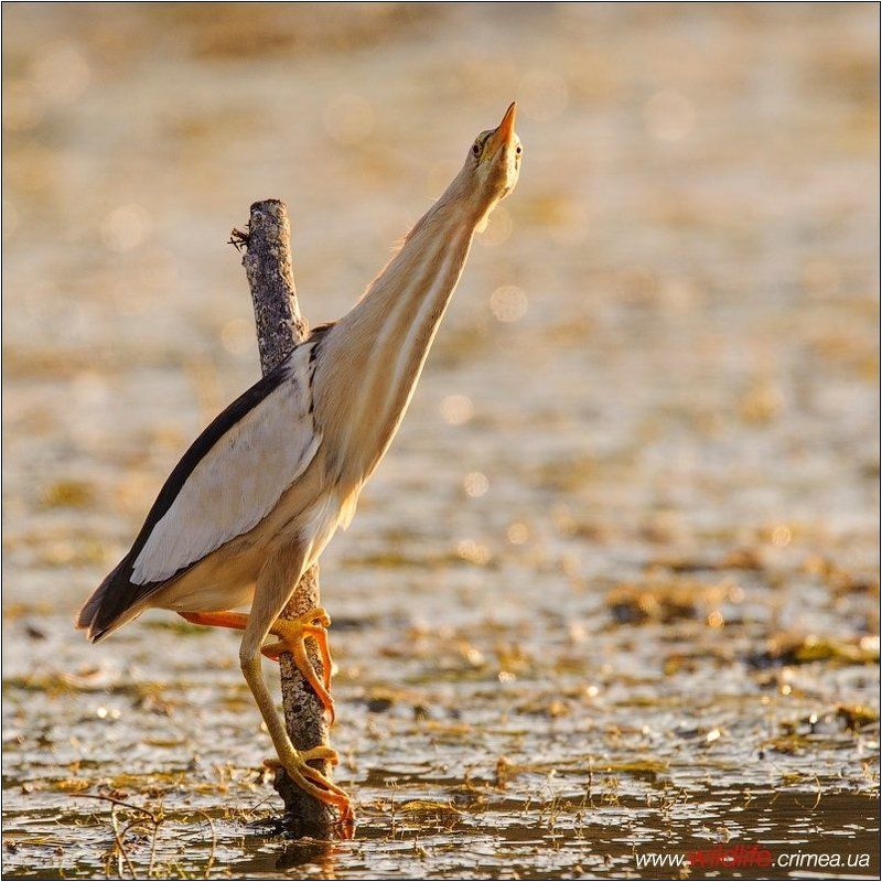 малая, выпь Малая выпь фото превью