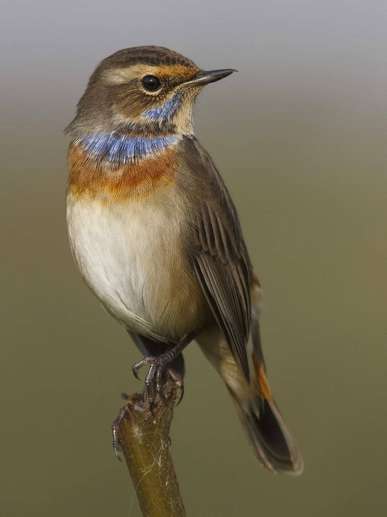 , Ляпустин Юра