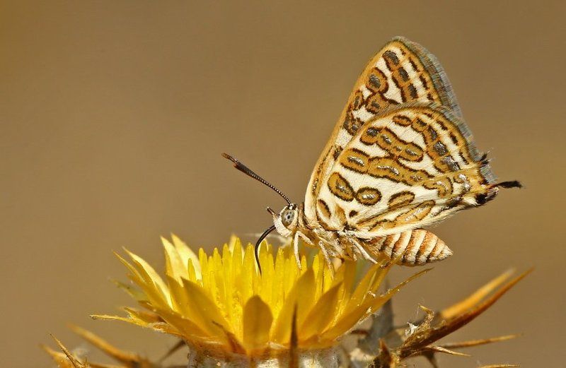 Levantine Leopard фото превью