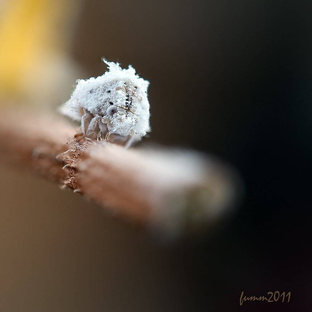 , Игорь ФУММ