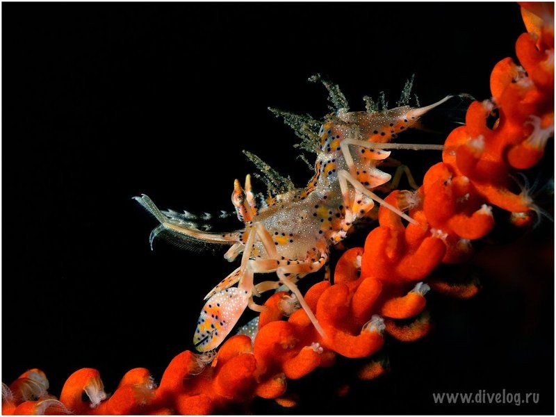 Tiger фото превью