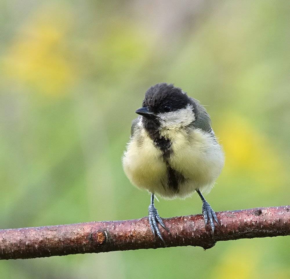 синица, Alexey Gnilenkov