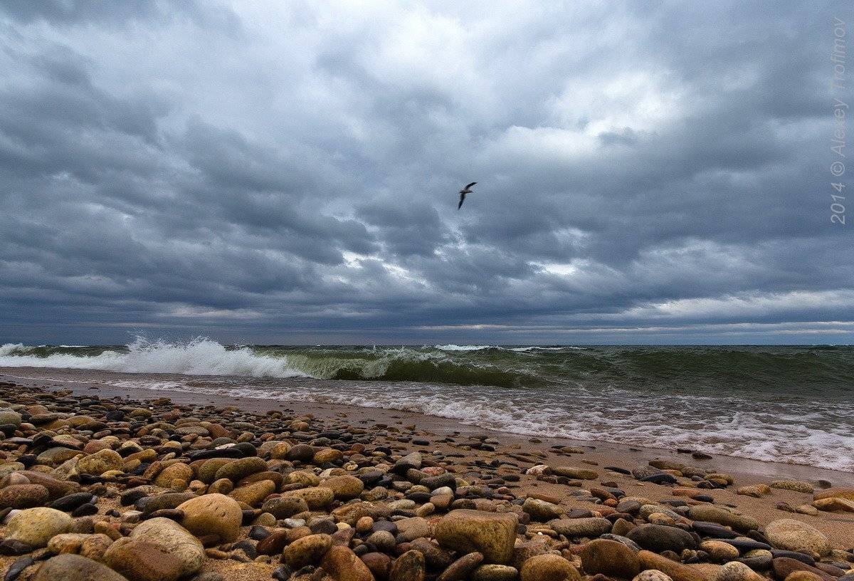 , Алексей Трофимов