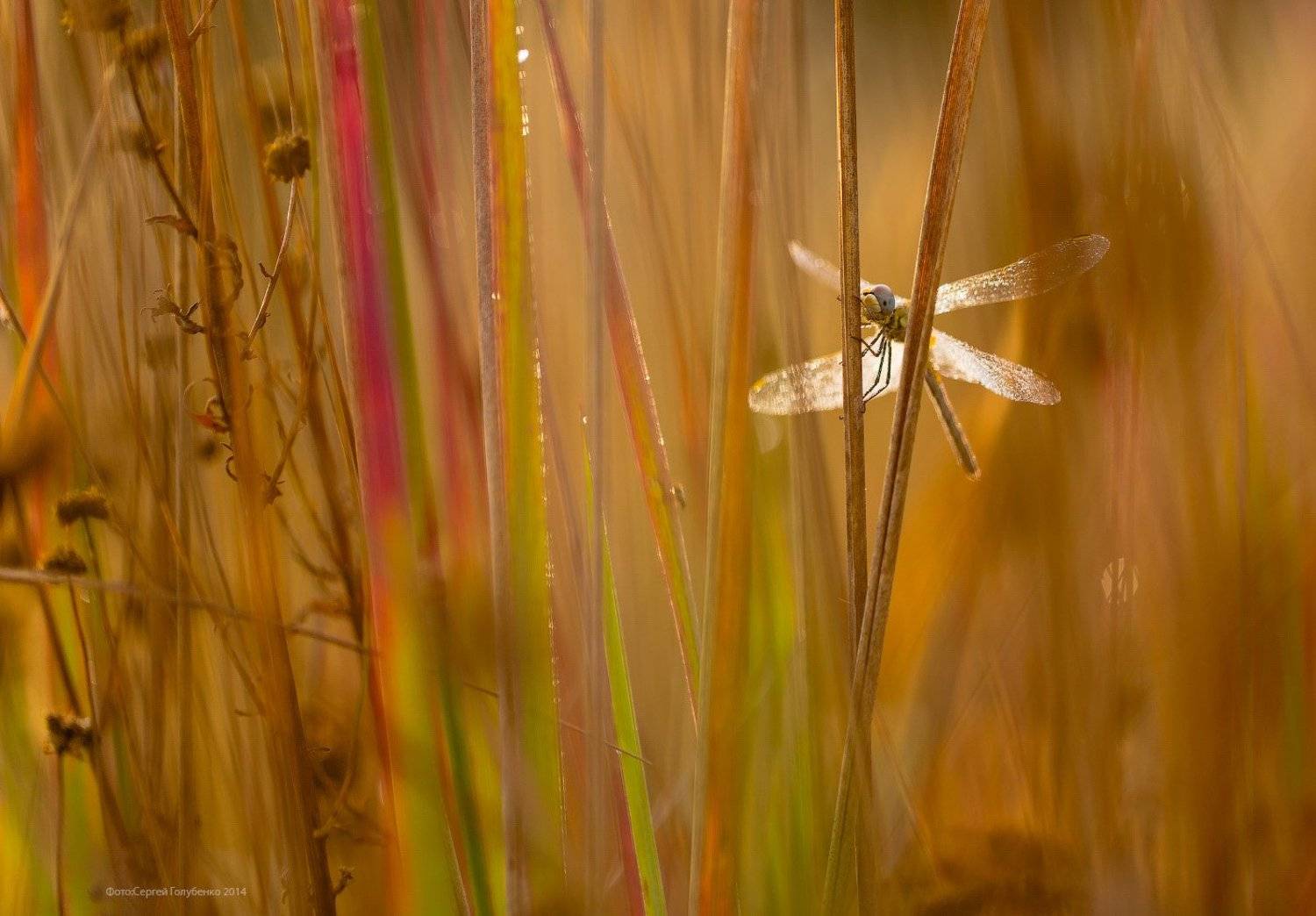 , Сергей Голубенко