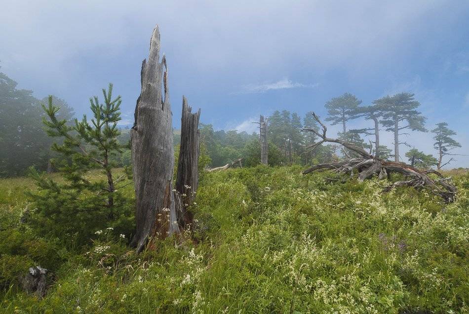 , Саша  Вайсберг / Waldschnepfe /