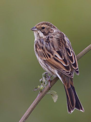 Reed bunting.
