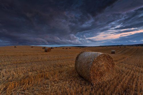 Polish landscape during the harvest