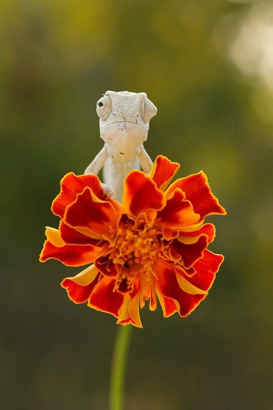 hello ! фото превью