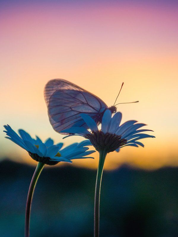 ... фото превью