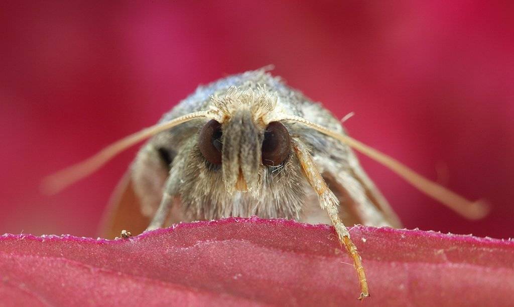 , Сергей Таланов