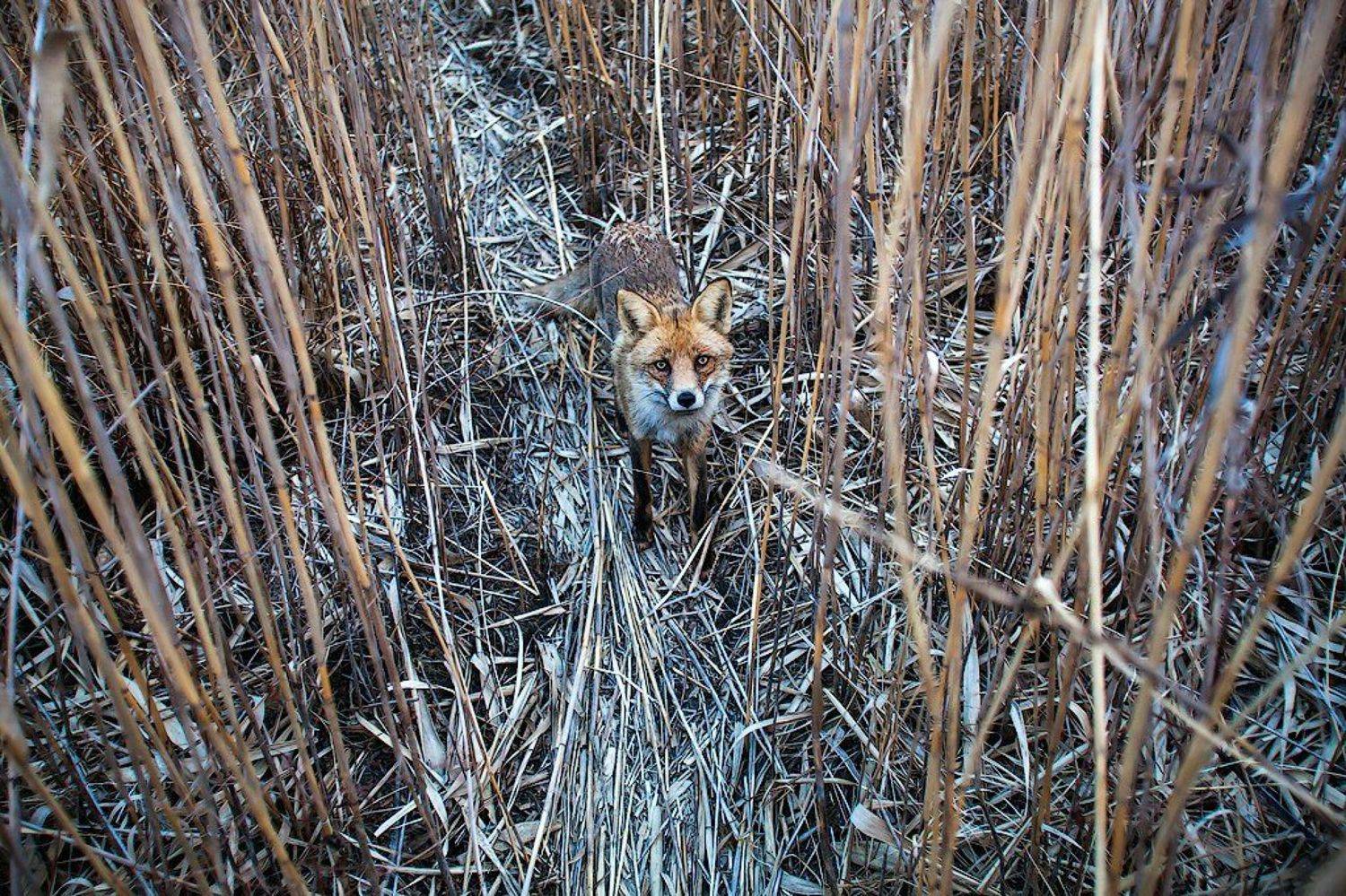 , Игорь Подгорный