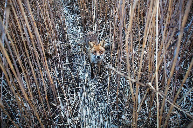 Встреча на тропе фото превью