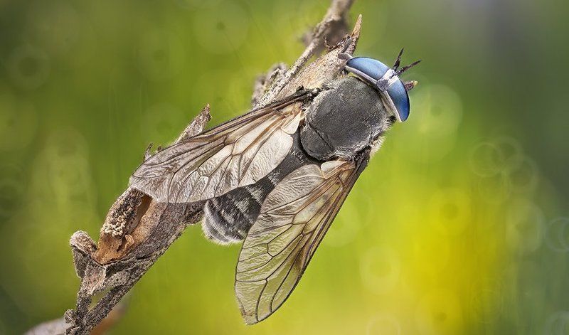 Horse fly фото превью
