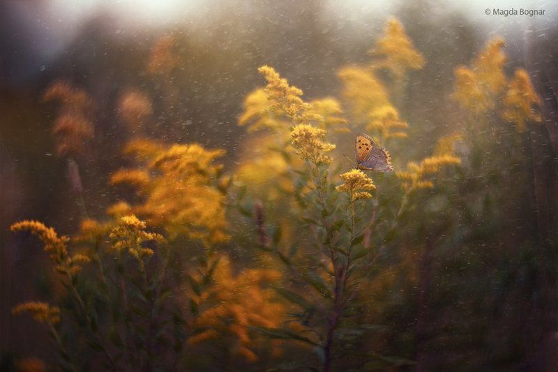 Yellow Heaven фото превью