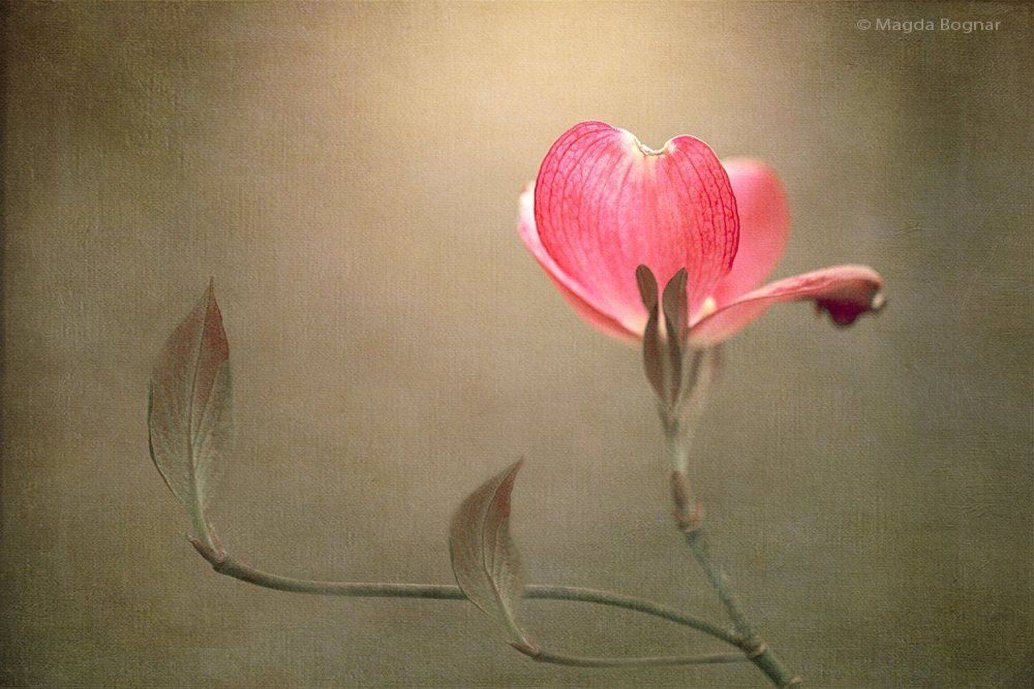 , Magda Bognar