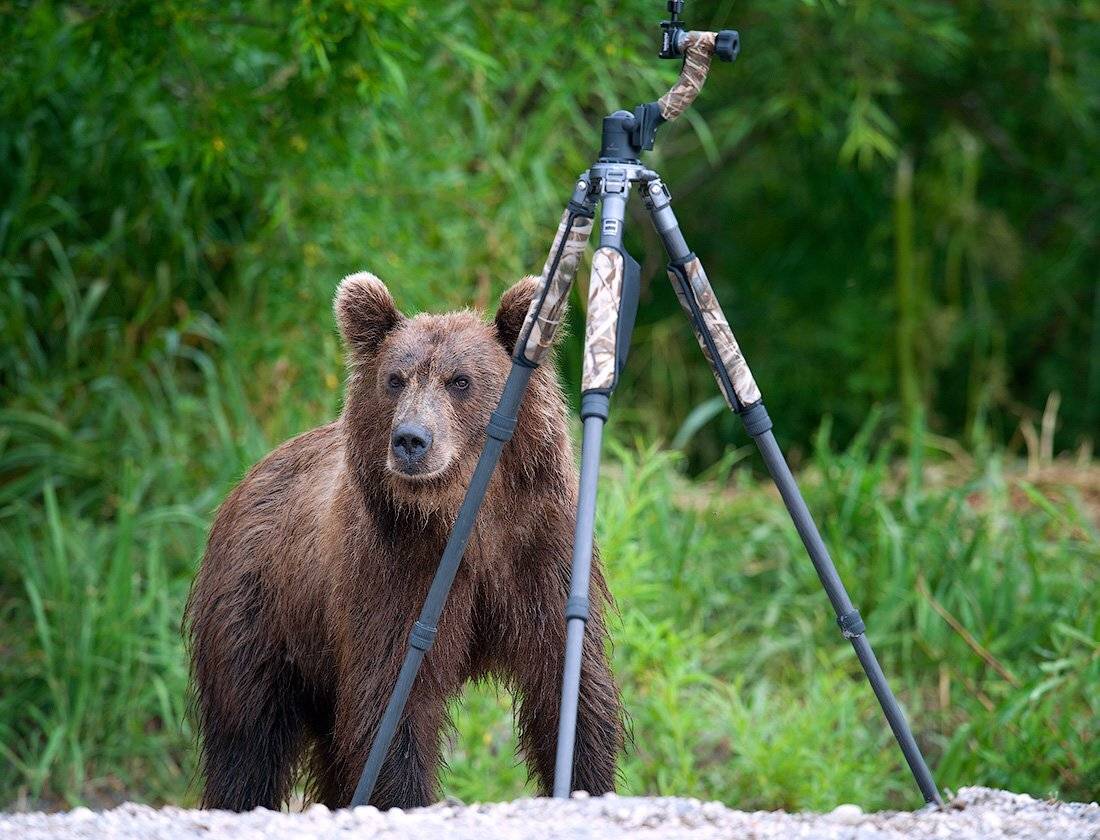 Камчатка дикая природа россии, Сергей иванов, Южно-камчатский заказник, Сергей Иванов