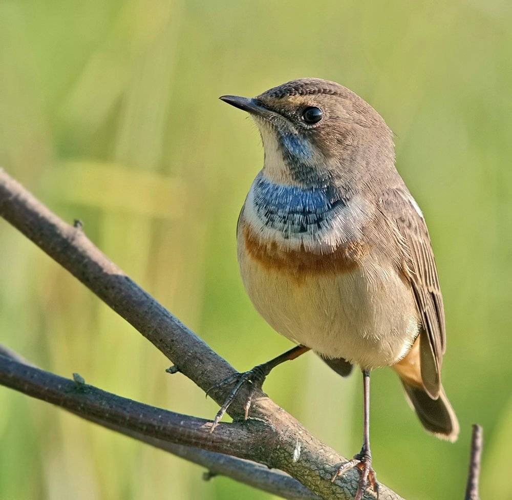 варакушка, Alexey Gnilenkov