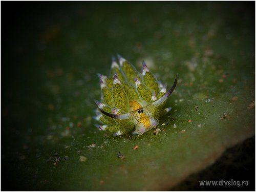 Ну очень маленькая коровка.