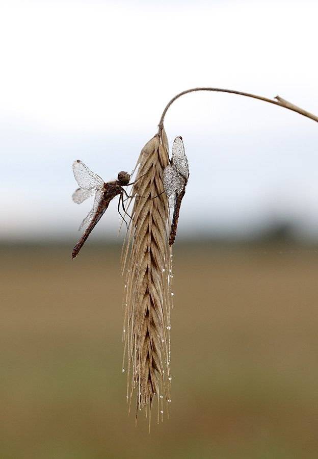 , Сергей Таланов