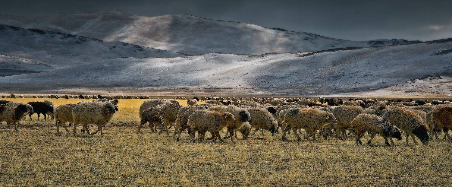 Central Asia region, Flock of sheep, Горы, Животные, Отара, Отроги, Пасмурно, Пастбище, Пейзаж, Природа, Степь, holod