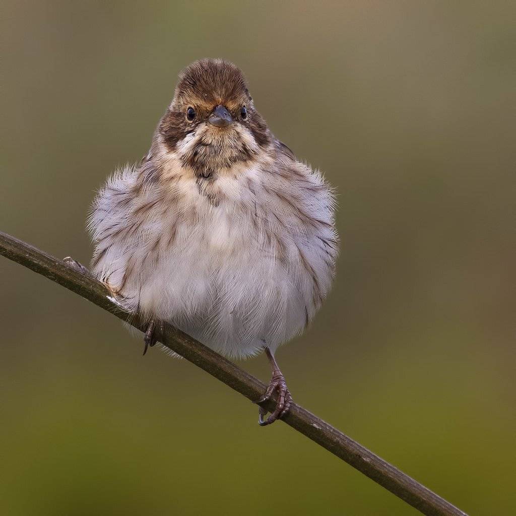 , Ляпустин Юра