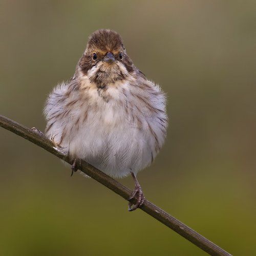 Reed bunting.
