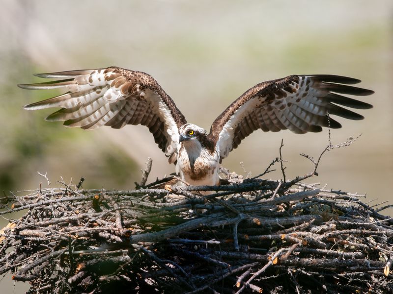 Скопа на гнезде фото превью