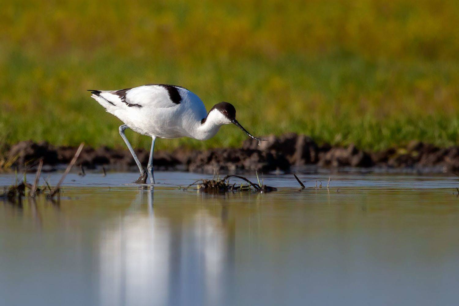 шилоклювка, Марат Кучкаев