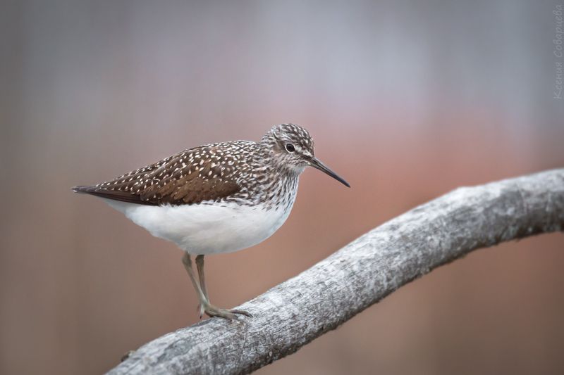 черныш, розовый, весна, кулик, закат, вечер, tringa ochropus В розовом свете фото превью