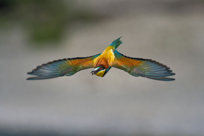 Merops apiaster фото превью