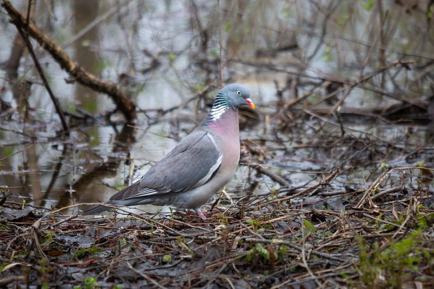 , Чудинин Дмитрий