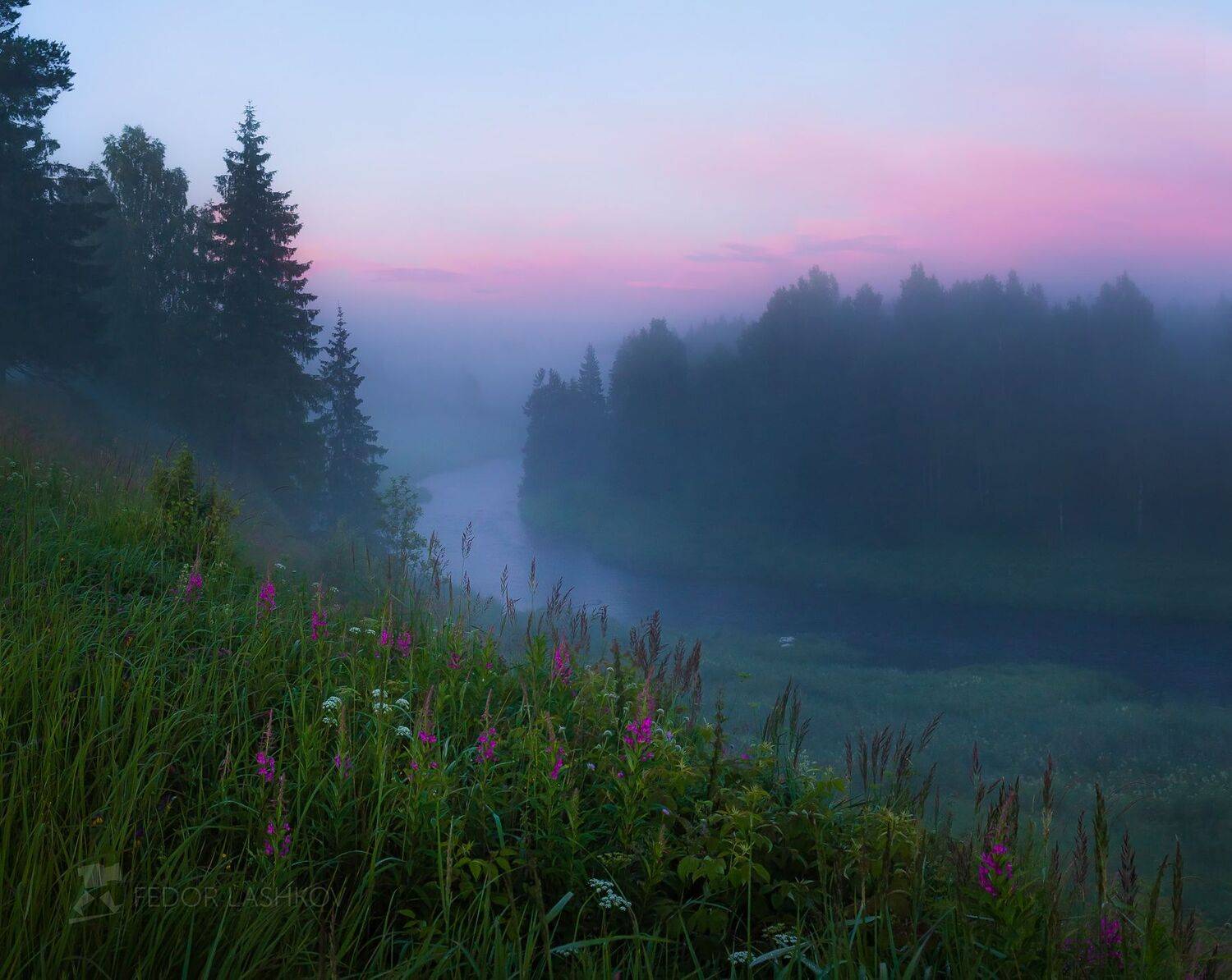 ленинградская область, луг, река, заря, рассвет, облака, туман, туманный, иван &ndash; чай, цветы, лес, лето, летний, июль,, Лашков Фёдор