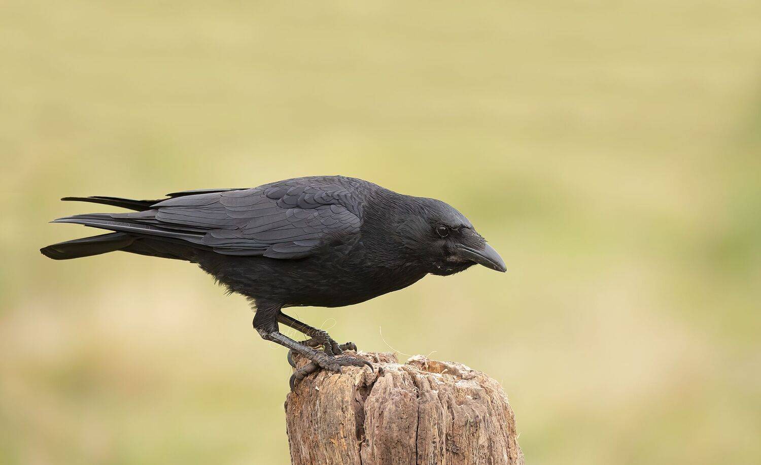 Crow, Birds, Nature, Wildlife, Canon, Sigma, MARIA KULA