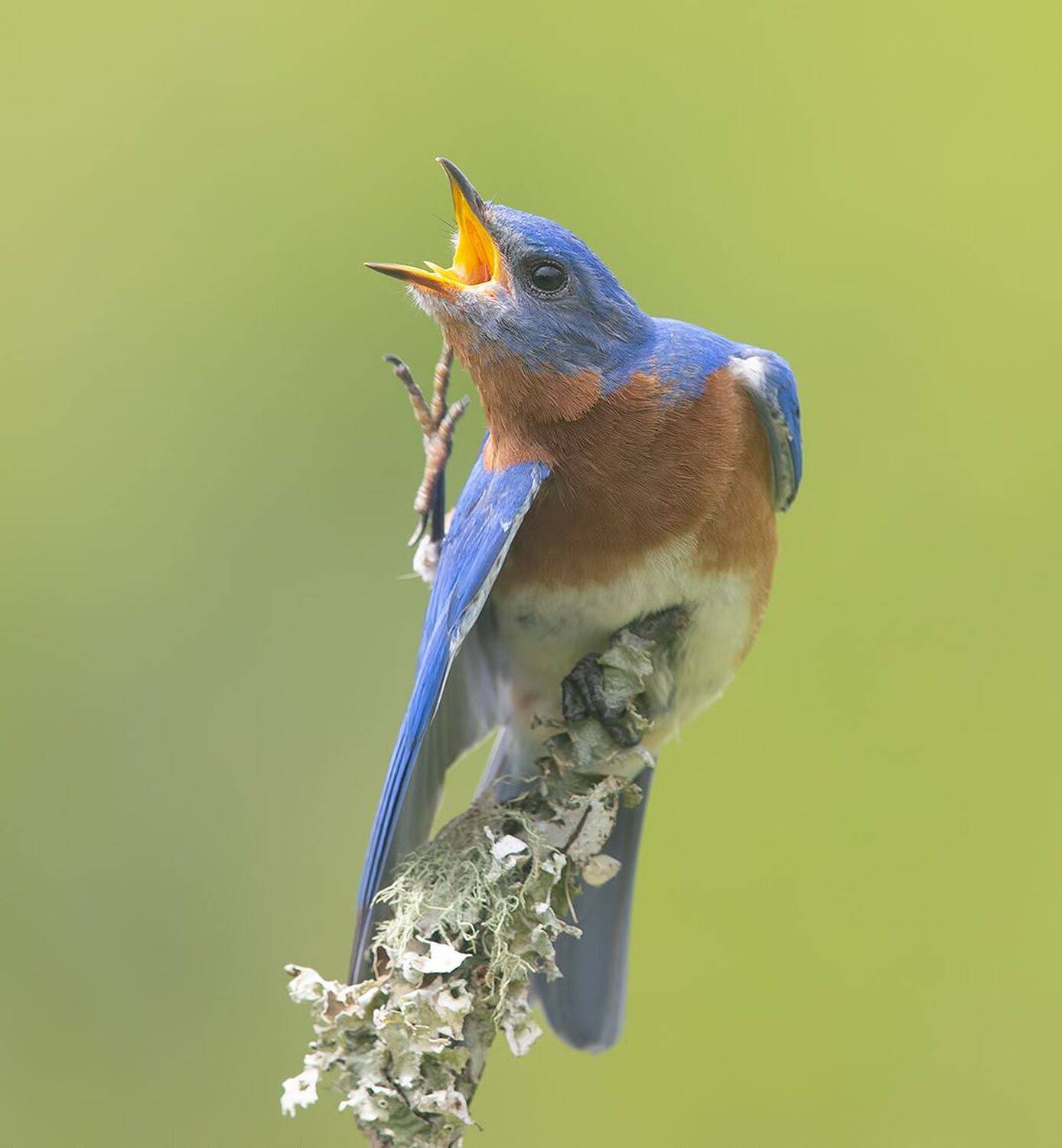восточная сиалия, eastern bluebird, bluebird, Etkind Elizabeth