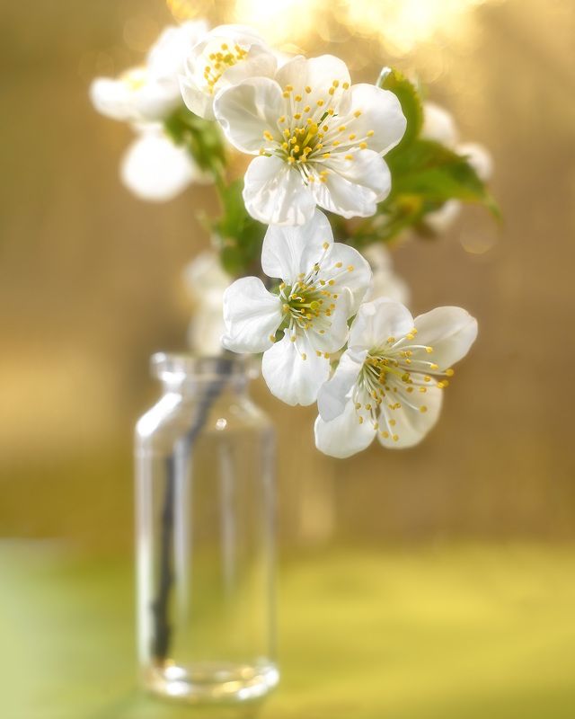 Вишня фото превью