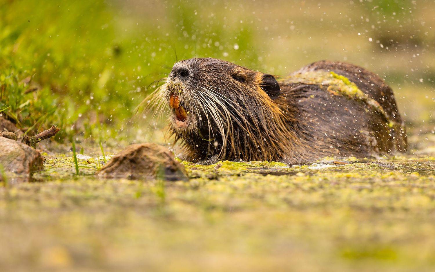 , Robert Adamec