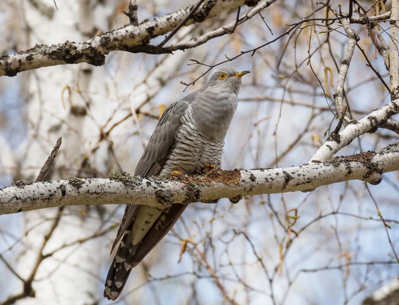 птица, кукушка, самка, весна, лес, Весеннее ку - ку - ку - ку.. фото превью