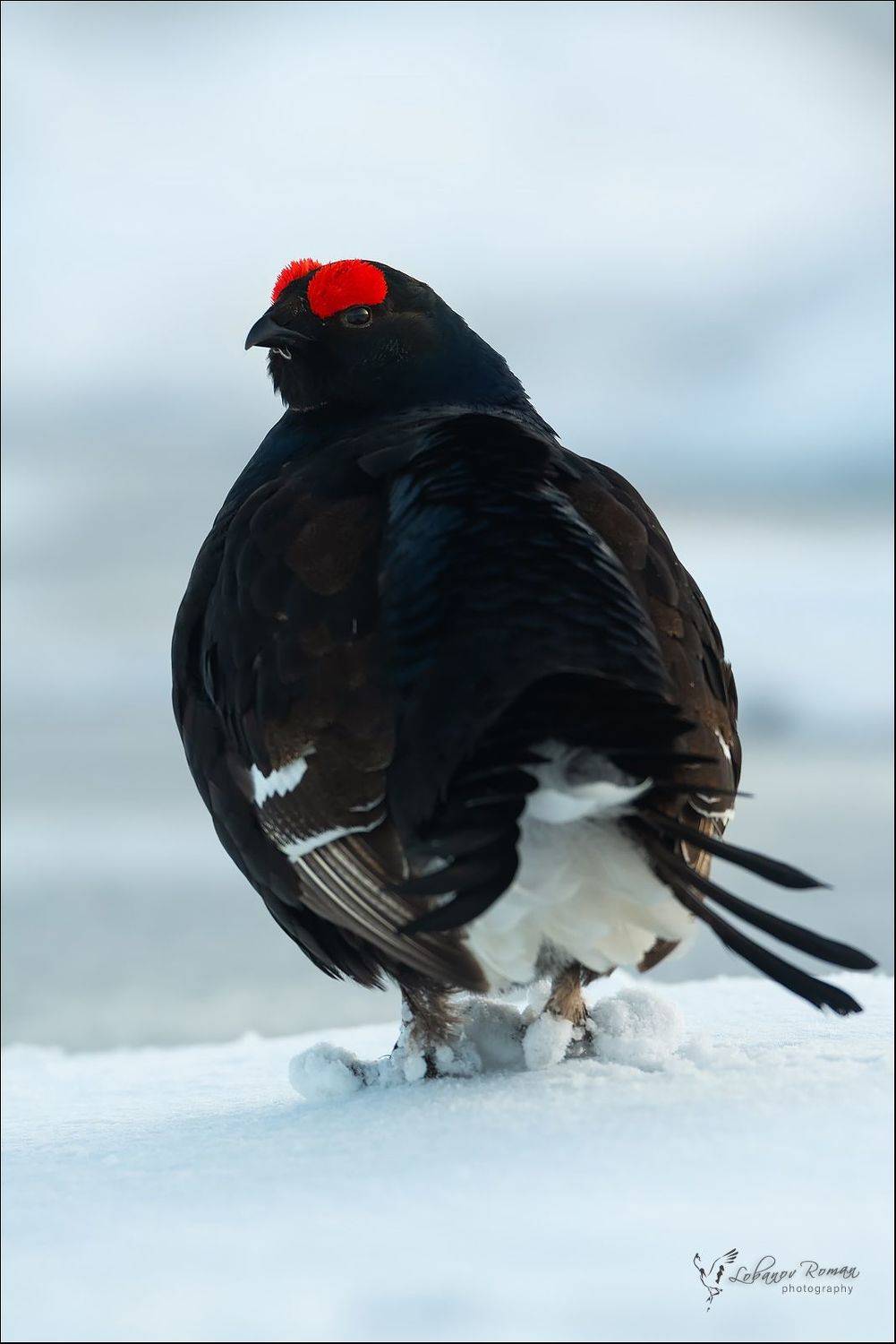 , Лобанов Роман