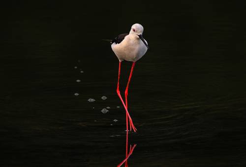 Black-winged stilt