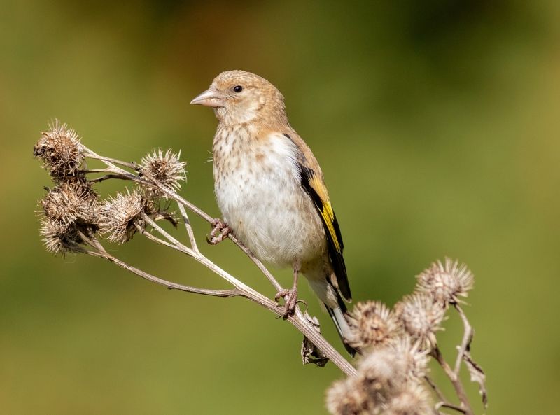 щегол, птица, birds Щегол фото превью