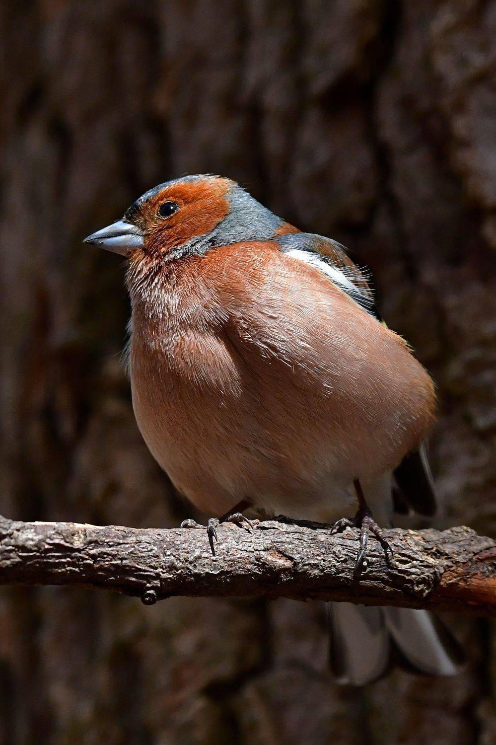 птица, зяблик, Корнейчук Игорь