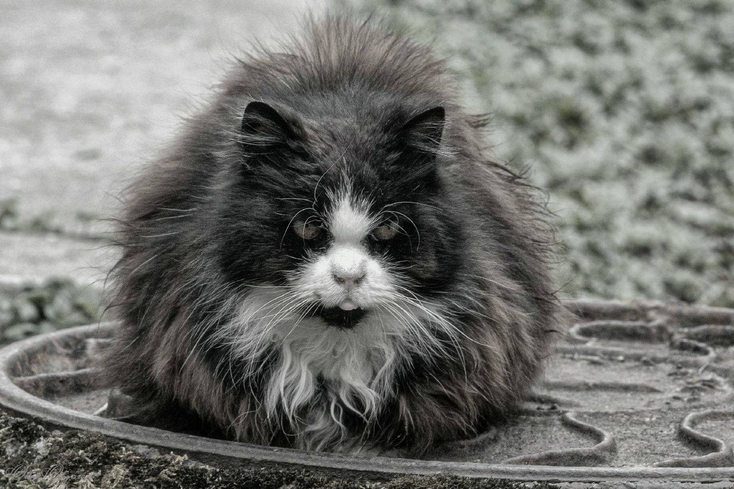 , Орлов Олег