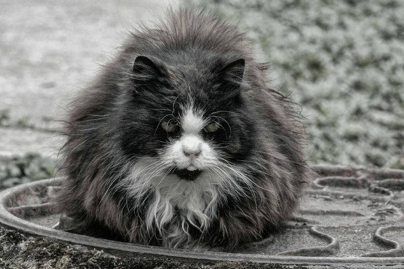 Бродяга... фото превью