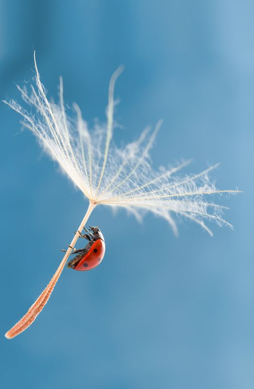 #ladybug #insect #macro #nature #dandelion #macrophotography #wallpaper #background #backdrop Ladybug фото превью