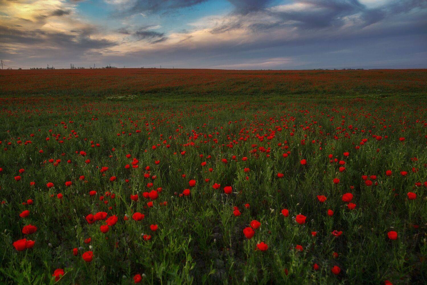 кыргызстан, маки, Элина Магалимова