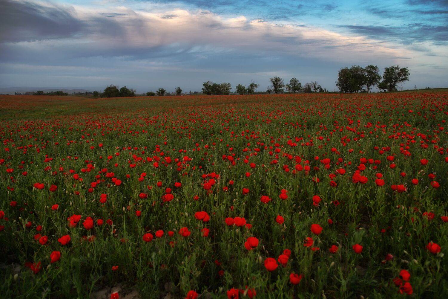 кыргызстан, маки, Элина Магалимова