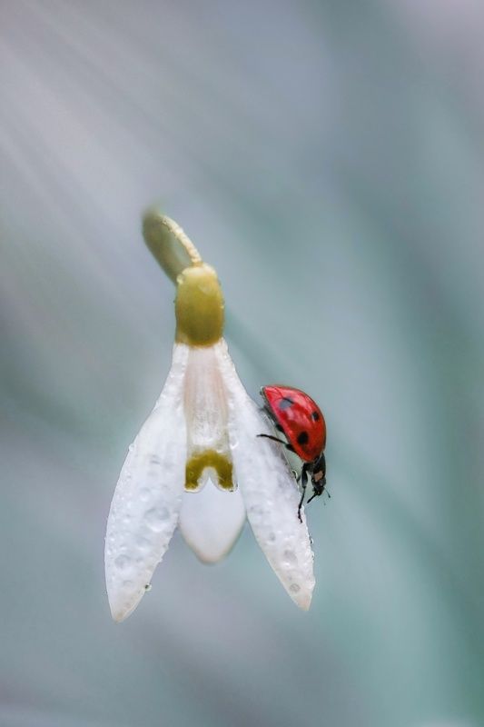 *** фото превью