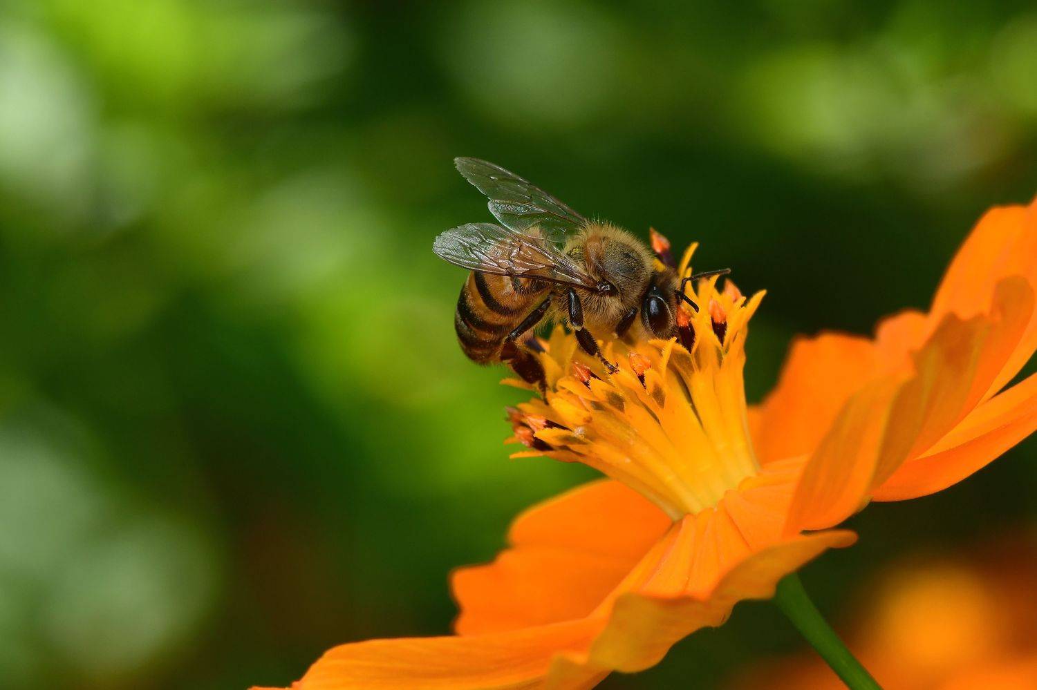 abelha, denis moura, mogi das cruzes, brasil, bee, Moura Denis
